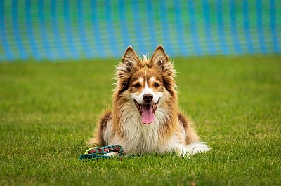 A dog offering the down command and holding until it is released.