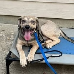 Mako is a 3 month old puppy in this photo, and is holding 